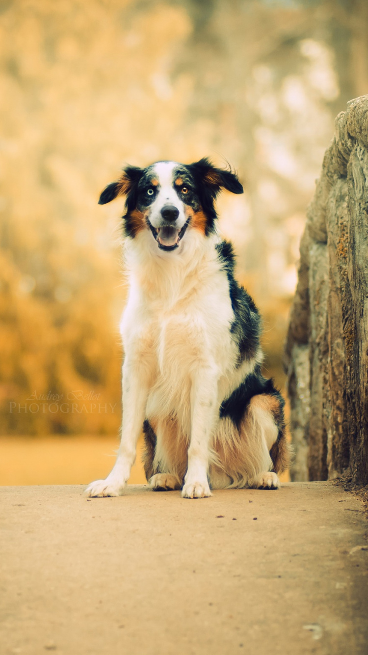 Schäferhund, Hunderasse, Australian Shepherd, Welpe, Siberian Husky. Wallpaper in 750x1334 Resolution