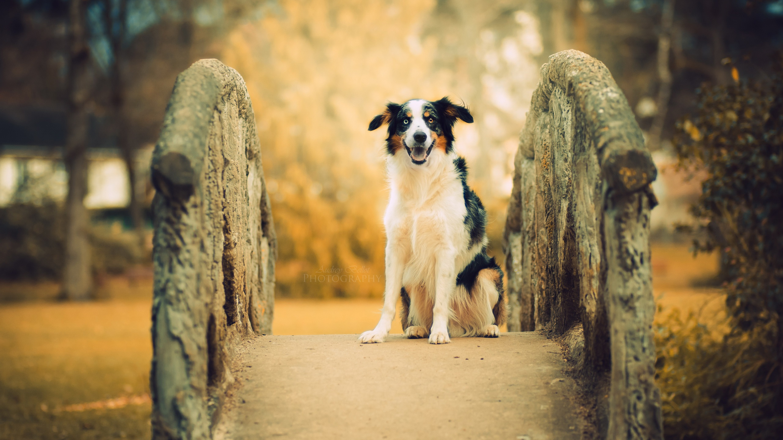 Pastor Alemán, Raza de Perro, Pastor Australiano, Cachorro, Husky Siberiano. Wallpaper in 2560x1440 Resolution