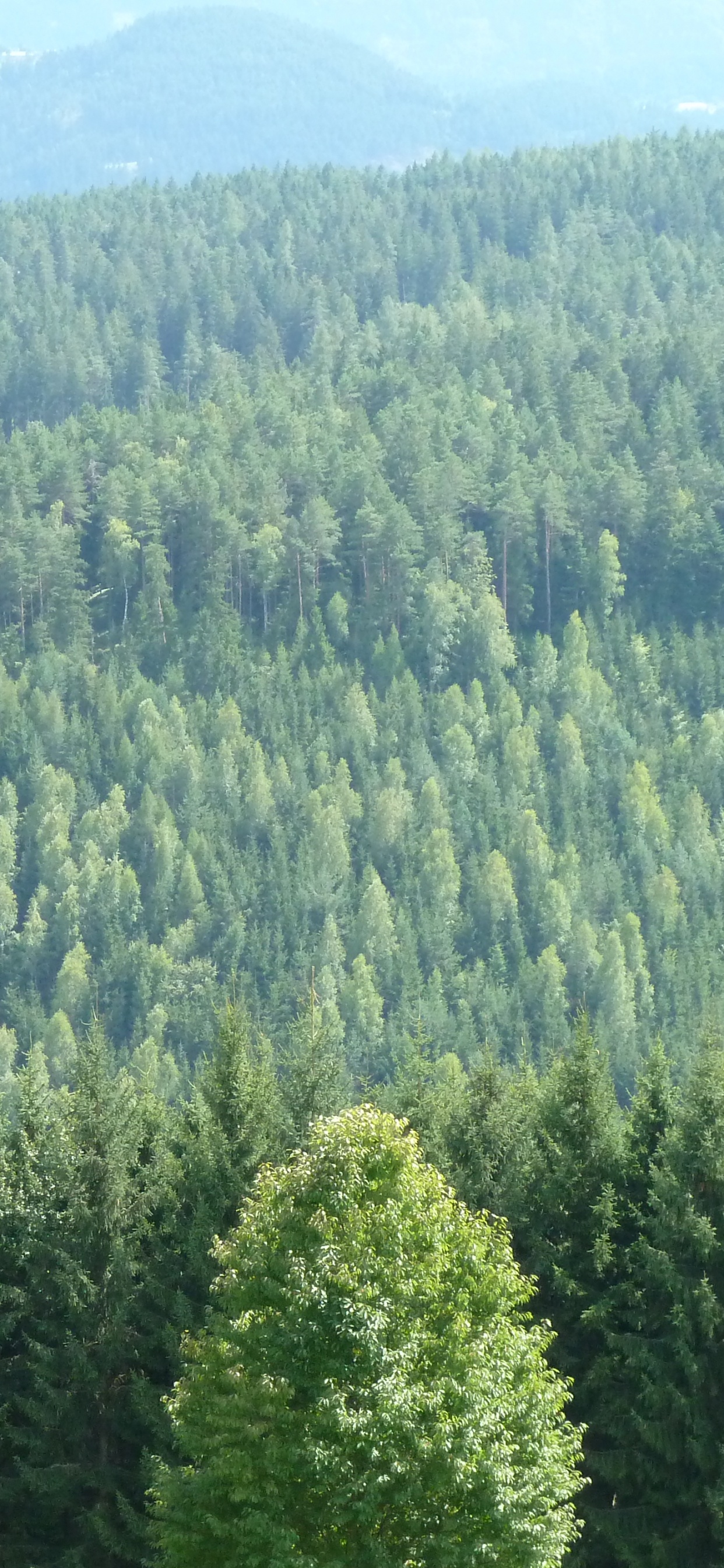 Tagsüber Grüne Bäume Auf Dem Berg. Wallpaper in 1242x2688 Resolution