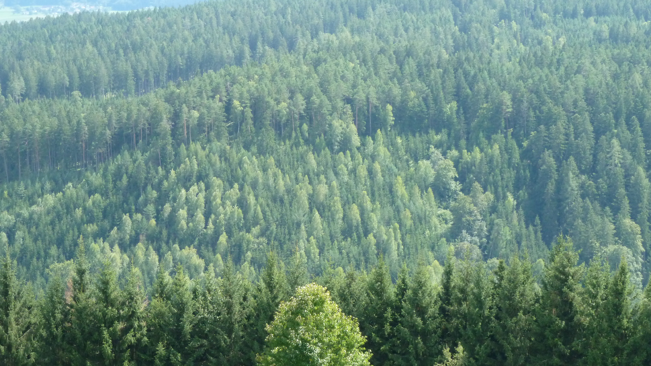 Tagsüber Grüne Bäume Auf Dem Berg. Wallpaper in 1280x720 Resolution