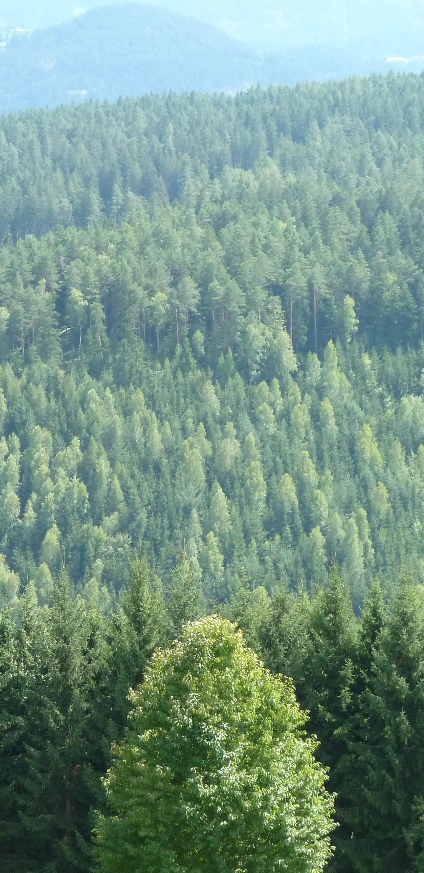 Tagsüber Grüne Bäume Auf Dem Berg. Wallpaper in 1440x2960 Resolution