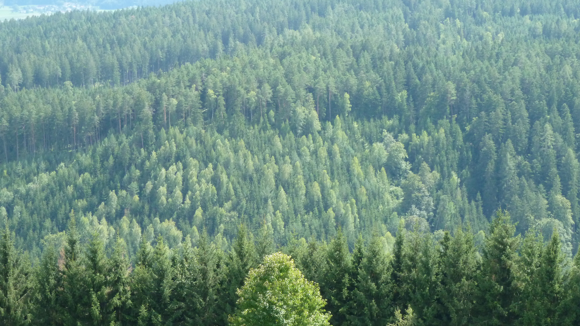 Tagsüber Grüne Bäume Auf Dem Berg. Wallpaper in 1920x1080 Resolution
