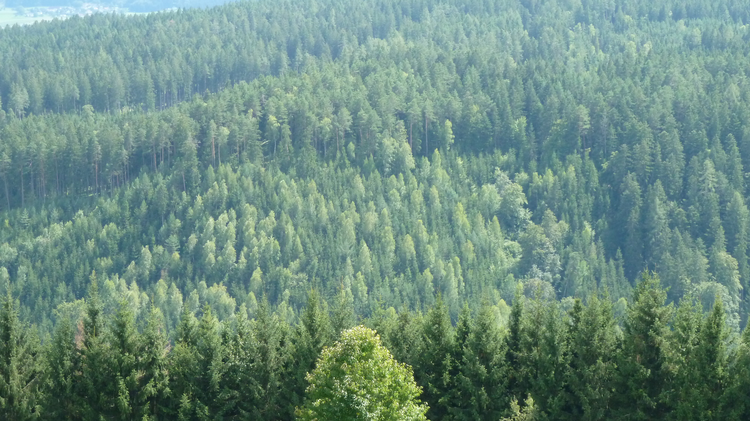 Tagsüber Grüne Bäume Auf Dem Berg. Wallpaper in 2560x1440 Resolution