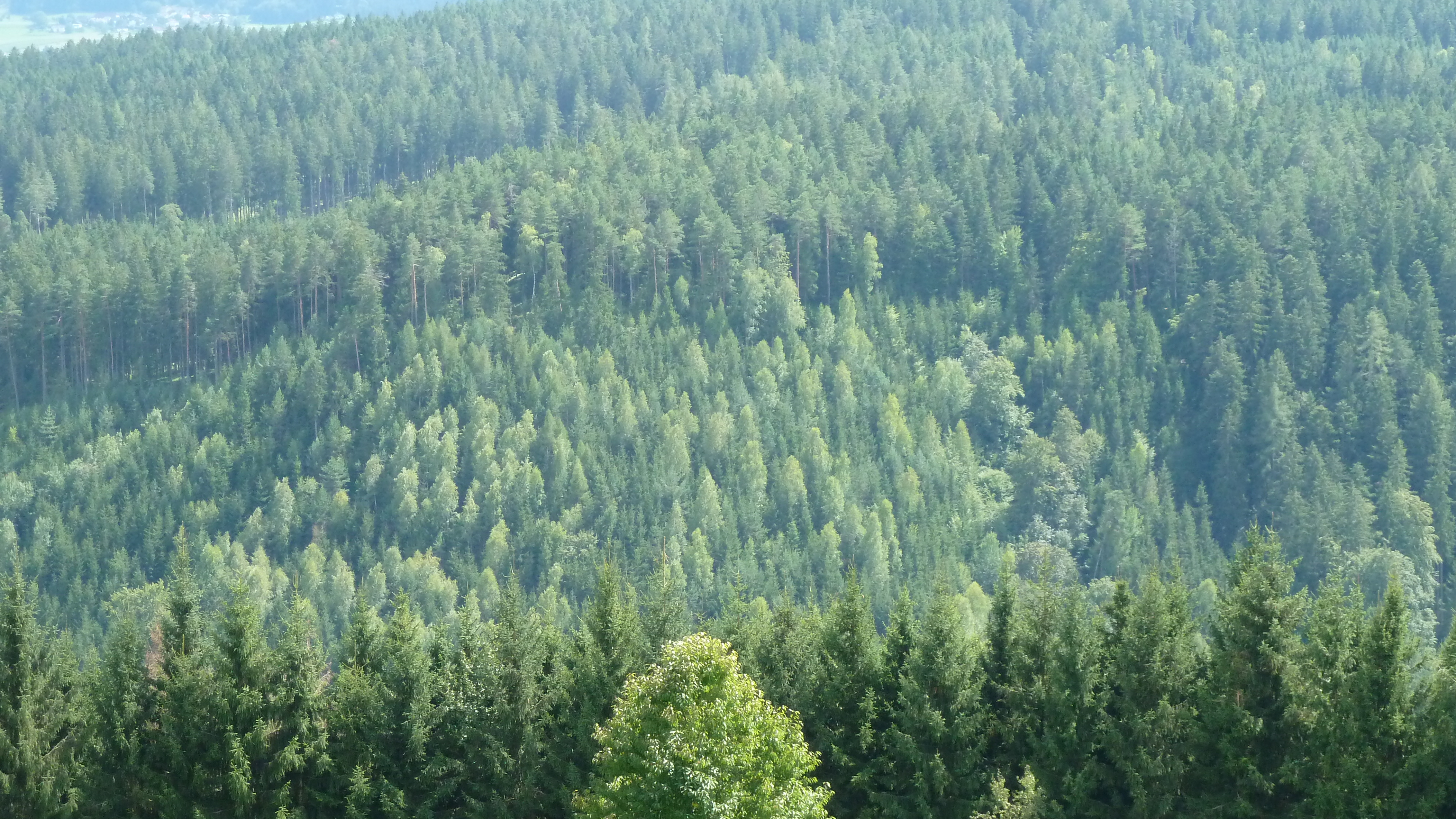 Tagsüber Grüne Bäume Auf Dem Berg. Wallpaper in 3840x2160 Resolution