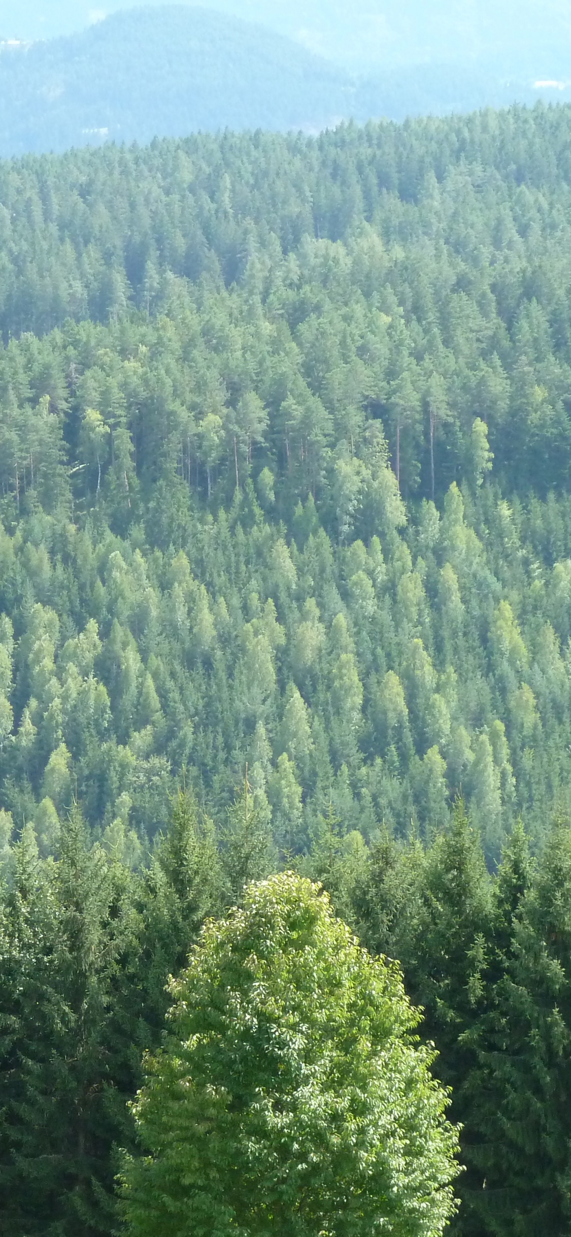 Árboles Verdes en la Montaña Durante el Día. Wallpaper in 1125x2436 Resolution