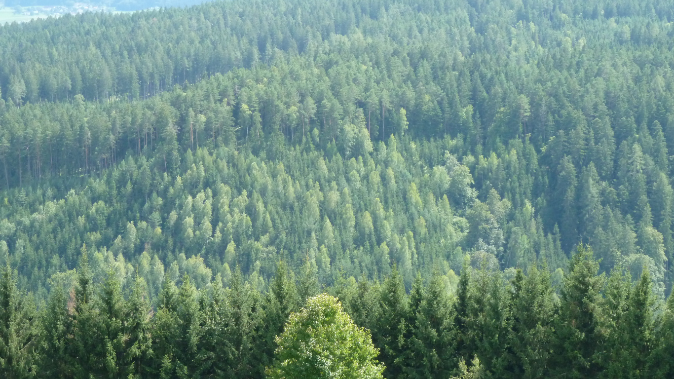 Árboles Verdes en la Montaña Durante el Día. Wallpaper in 1366x768 Resolution