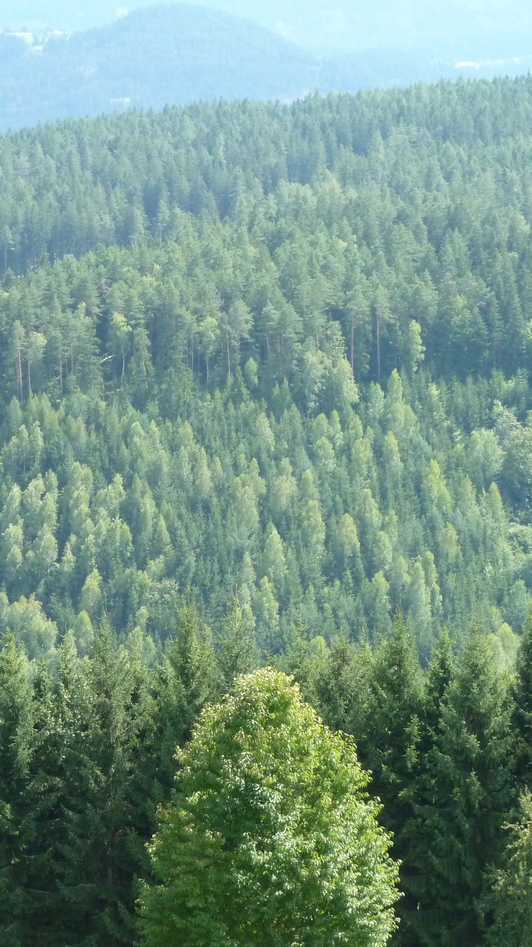 Árboles Verdes en la Montaña Durante el Día. Wallpaper in 750x1334 Resolution