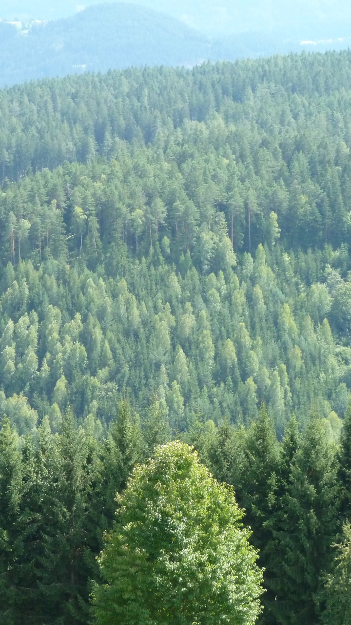 Arbres Verts Sur la Montagne Pendant la Journée. Wallpaper in 720x1280 Resolution