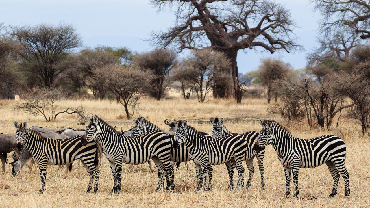 Zebra Standing Near Bare Trees During Daytime. Wallpaper in 1280x720 Resolution