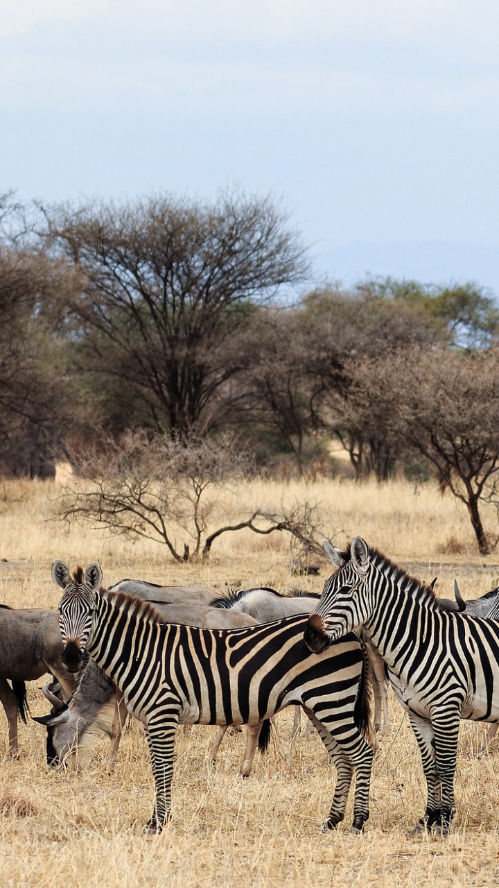 Zebra Standing Near Bare Trees During Daytime. Wallpaper in 720x1280 Resolution