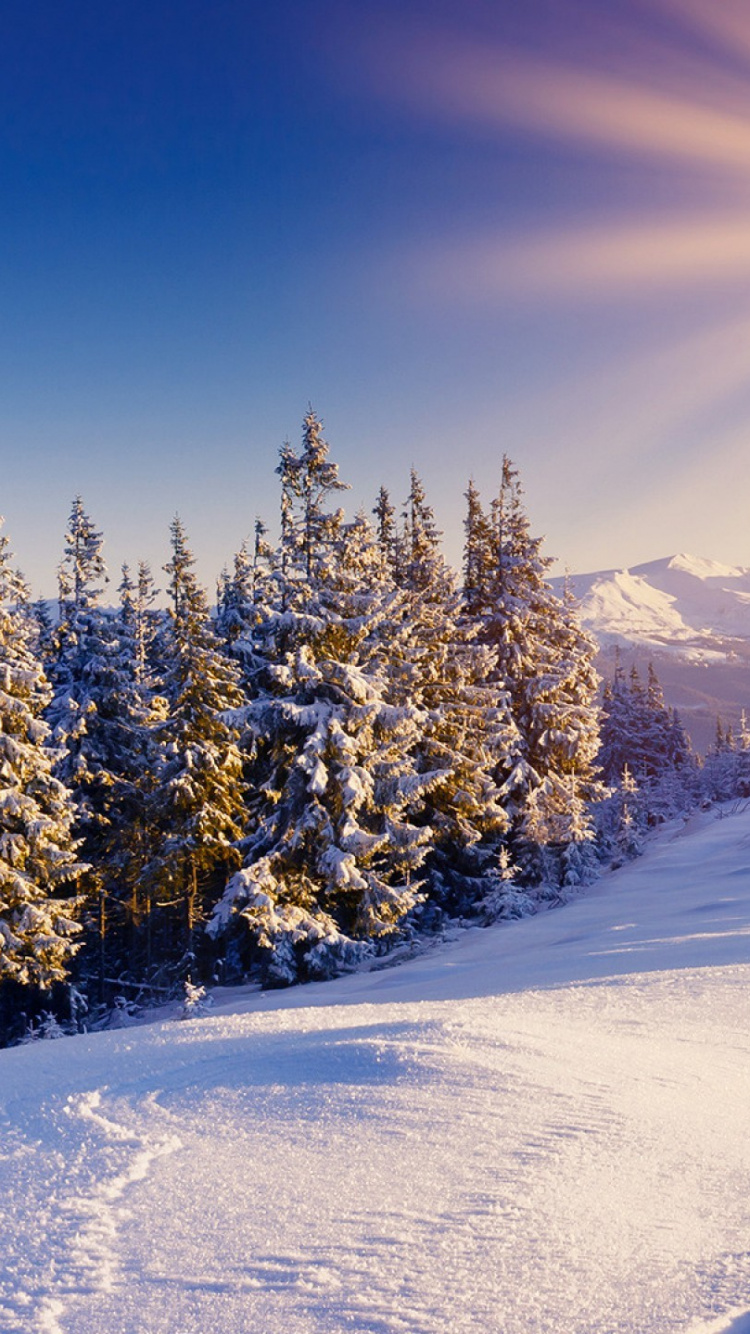 Snow Covered Field and Trees During Daytime. Wallpaper in 750x1334 Resolution