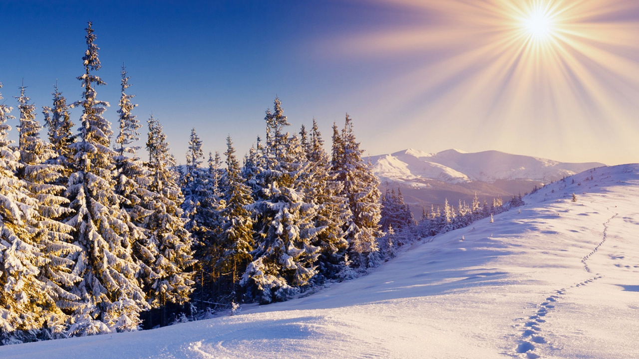 Champ Couvert de Neige et Arbres Pendant la Journée. Wallpaper in 1280x720 Resolution