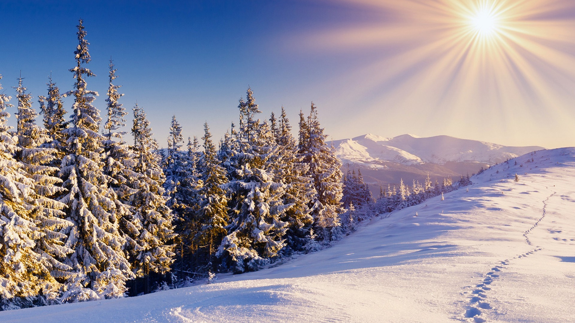 Campo Cubierto de Nieve y Árboles Durante el Día. Wallpaper in 1920x1080 Resolution