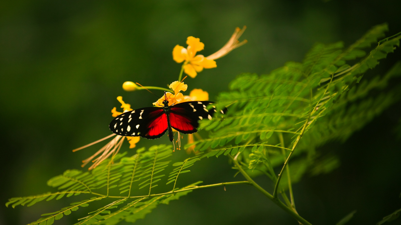 Mariposa Negra, Blanca y Roja Sobre Flor Amarilla. Wallpaper in 1280x720 Resolution