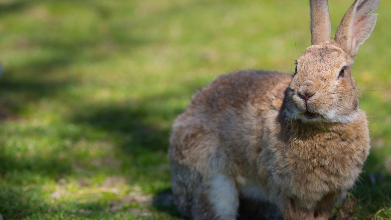 Brown Rabbit on Green Grass Field During Daytime. Wallpaper in 1366x768 Resolution