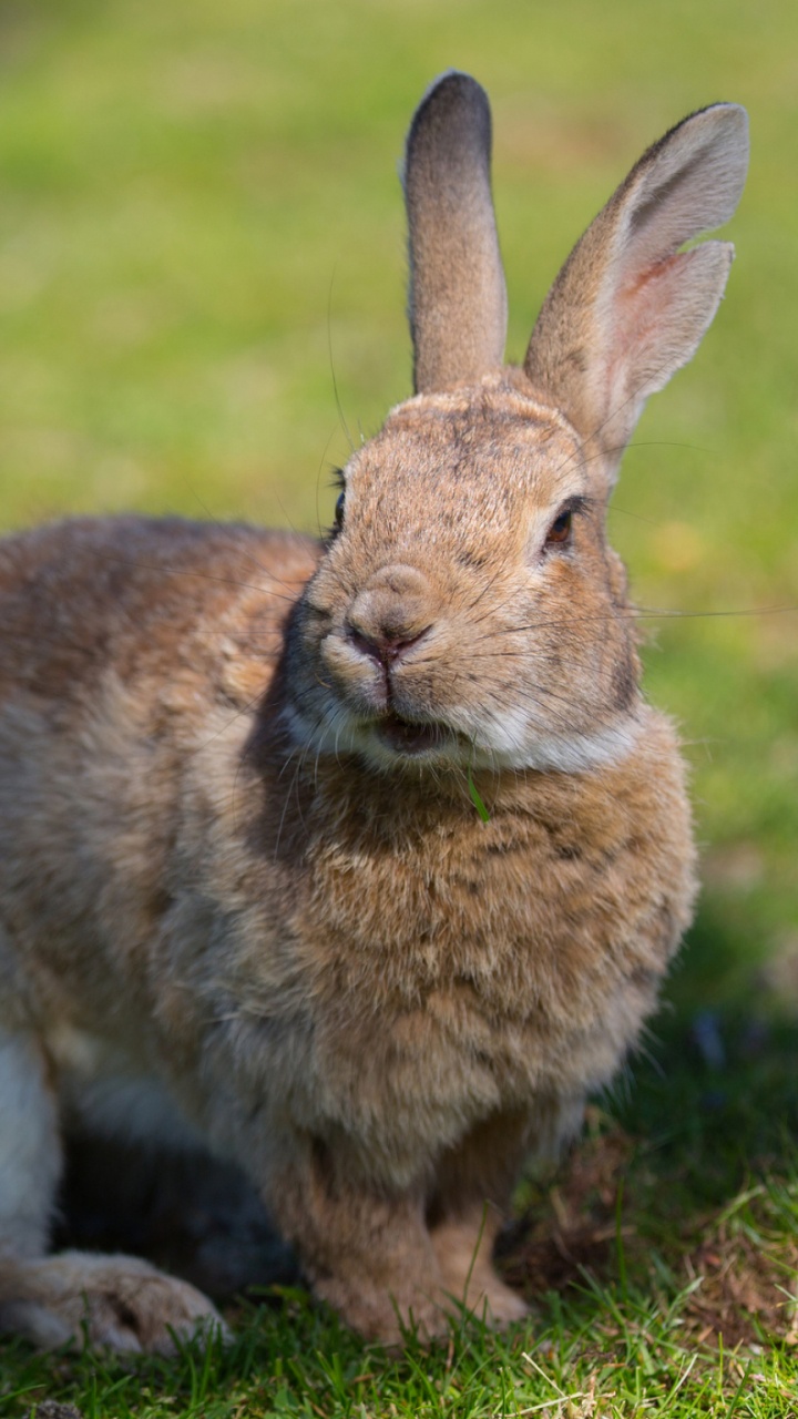 Lapin Brun Sur Terrain D'herbe Verte Pendant la Journée. Wallpaper in 720x1280 Resolution