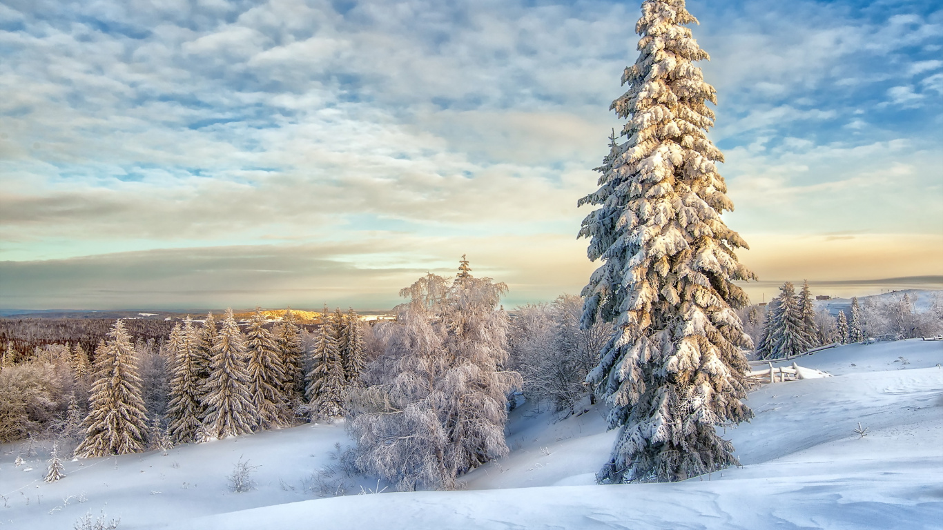 Schneebedeckte Kiefern Unter Bewölktem Himmel Tagsüber. Wallpaper in 1366x768 Resolution