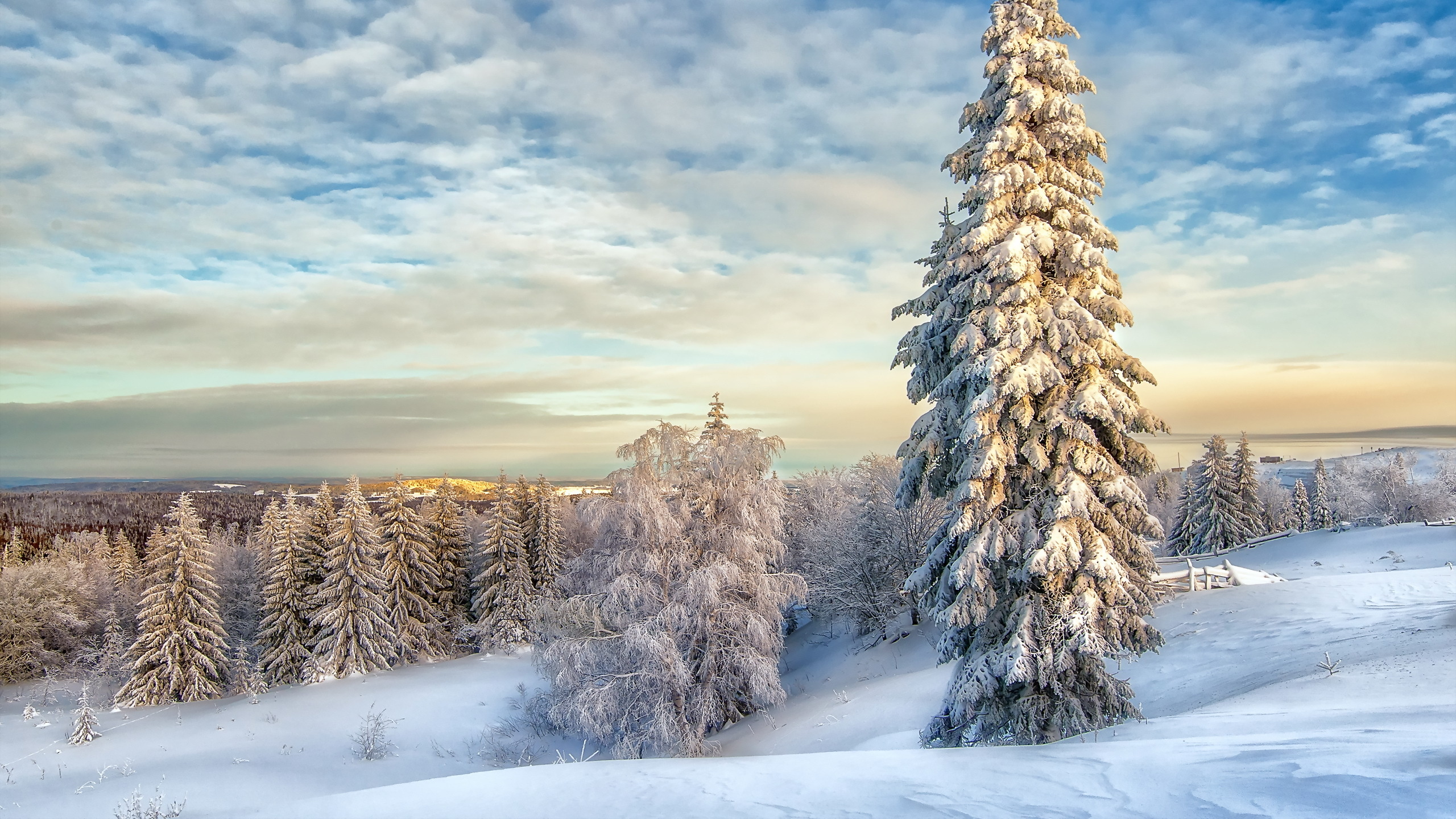 Schneebedeckte Kiefern Unter Bewölktem Himmel Tagsüber. Wallpaper in 2560x1440 Resolution