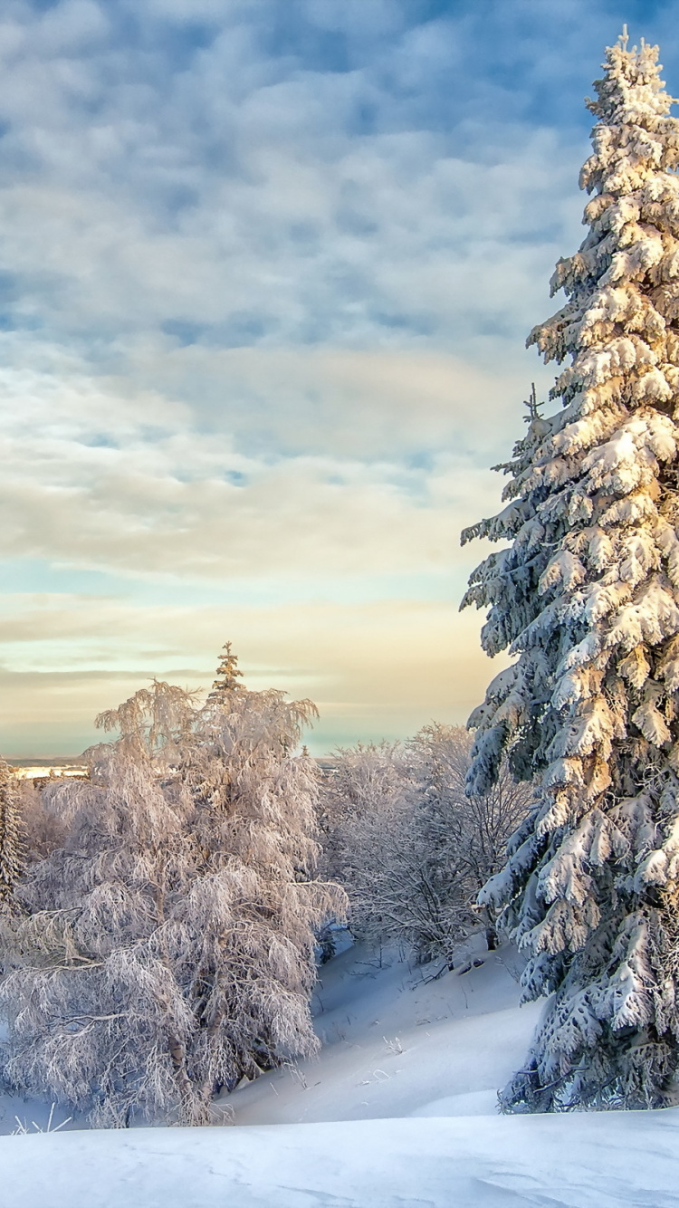 Pinos Cubiertos de Nieve Bajo el Cielo Nublado Durante el Día. Wallpaper in 750x1334 Resolution