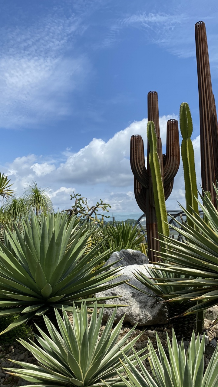 Vegetation, Shrubland, Daytime, Natural Environment, Plant. Wallpaper in 720x1280 Resolution