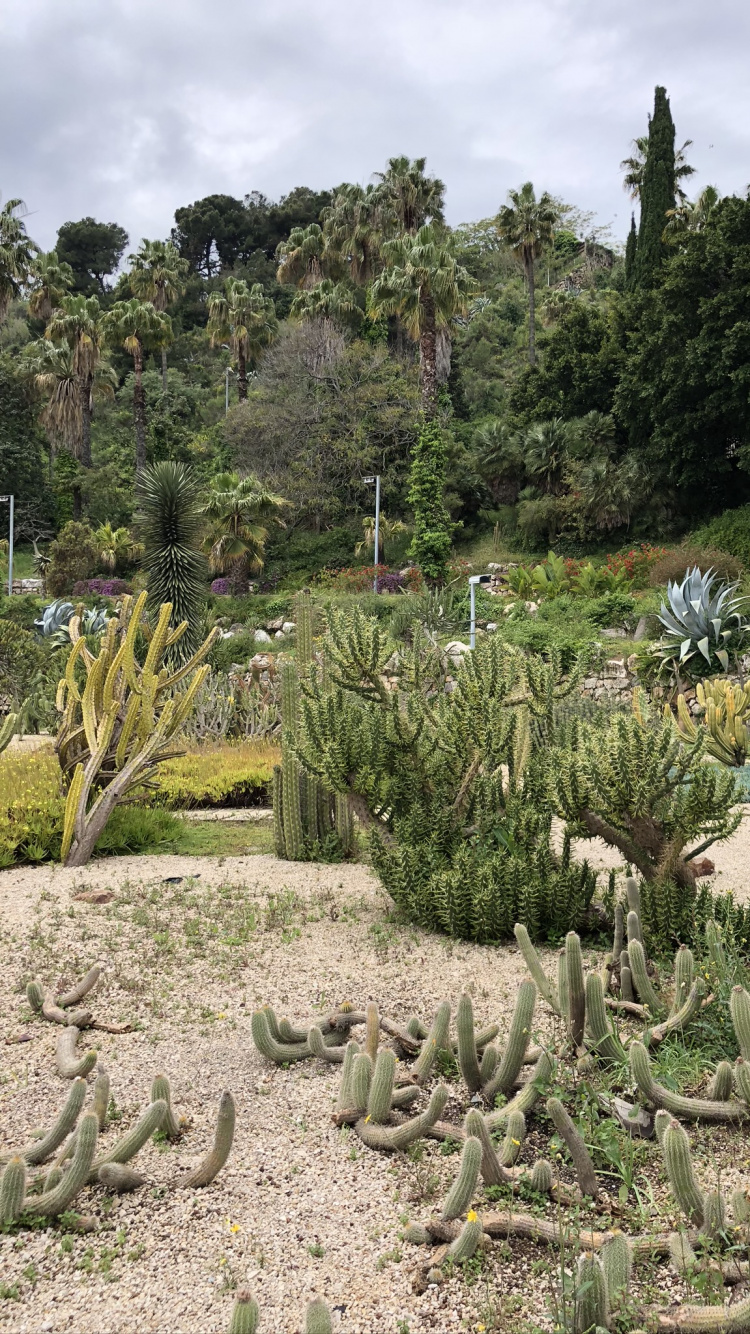 Vegetation, Biome, Heideflächen, Botanischer Garten, Pflanzen-Gemeinschaft. Wallpaper in 750x1334 Resolution