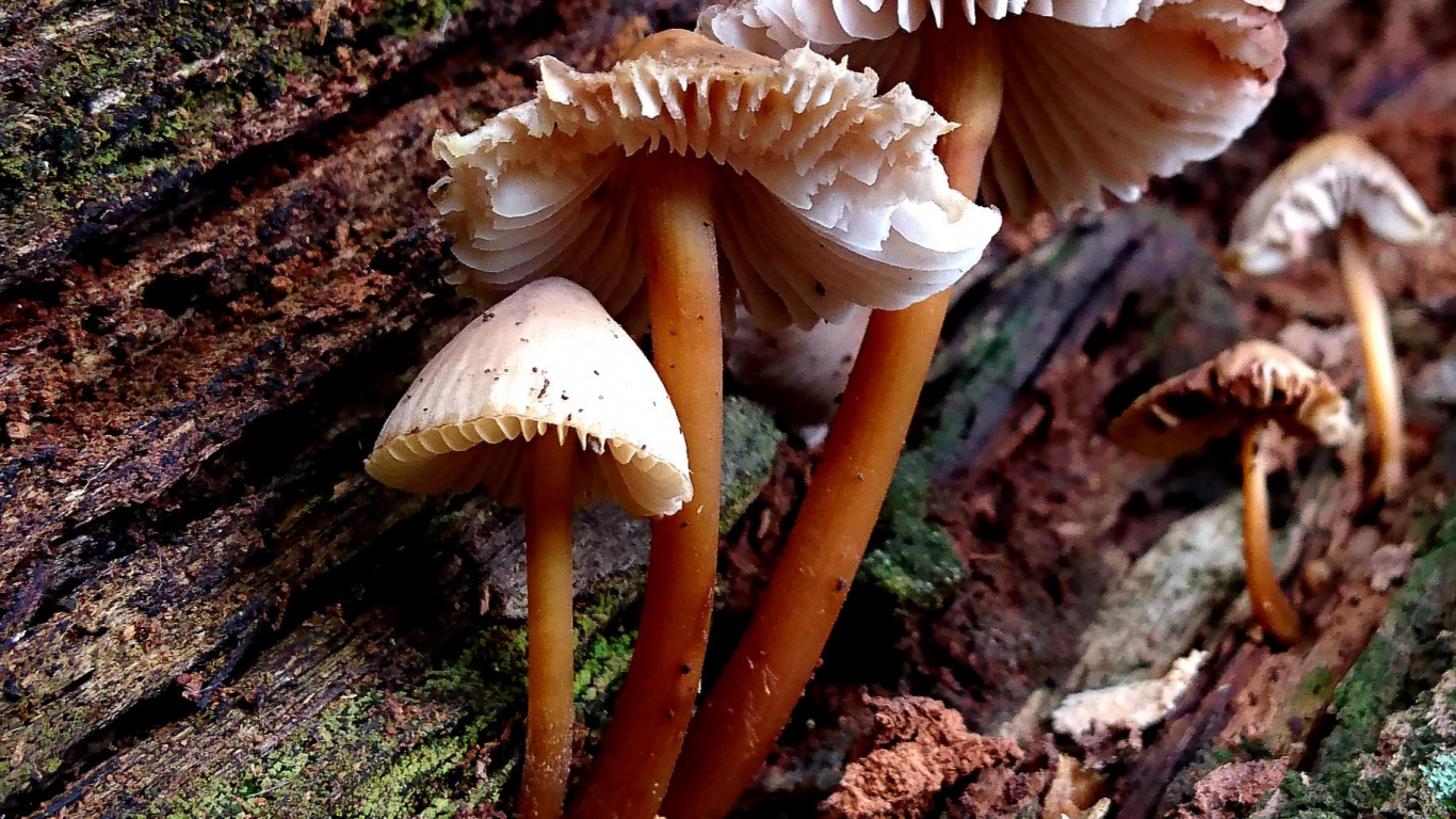 Heilpilz, Auriculariaceae, Russula Integra, Fliegenpilz, Agaricus. Wallpaper in 1366x768 Resolution