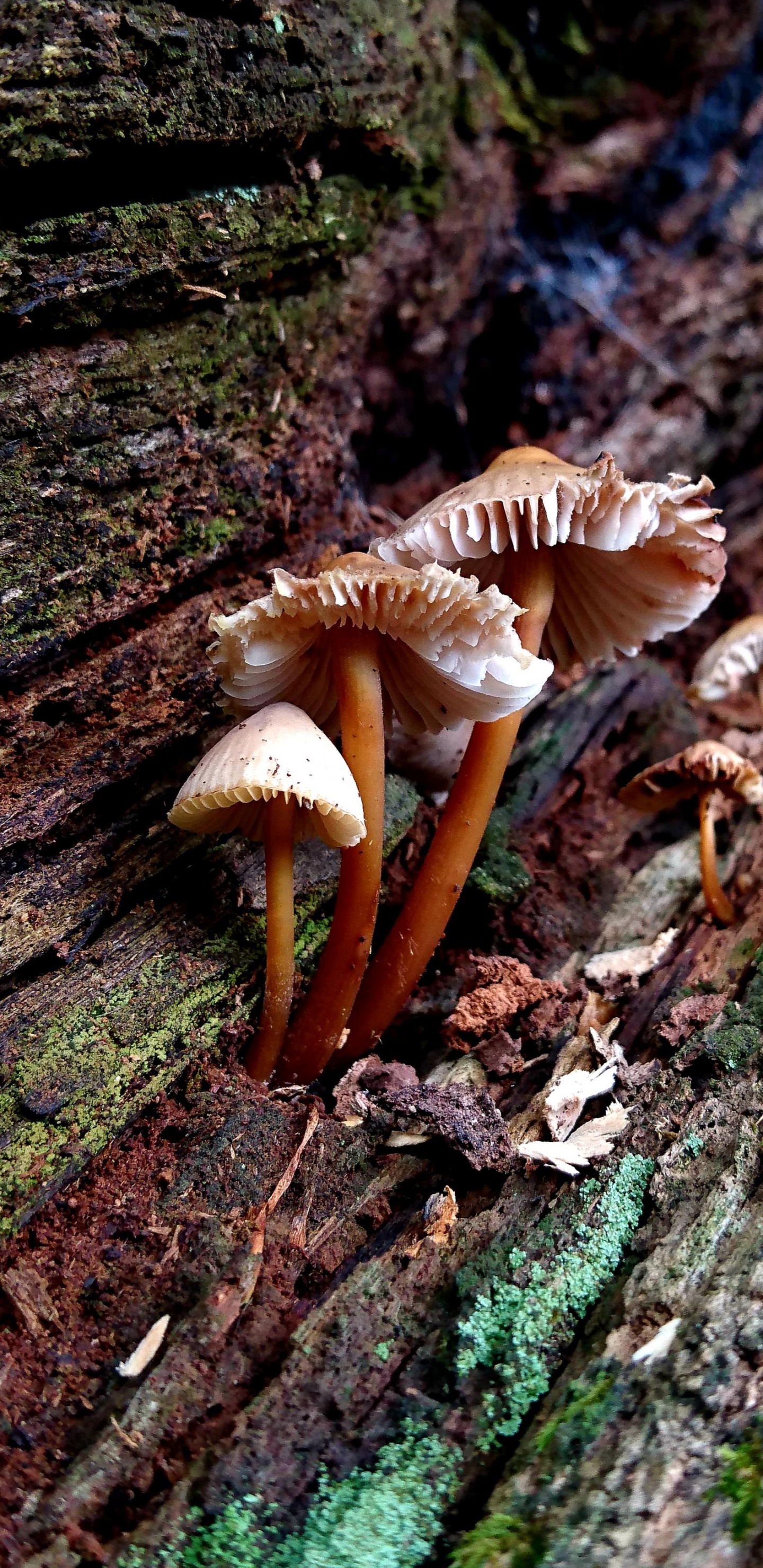 Hongo Medicinal, Auriculariaceae, Russula Integra, Agárico, Agaricus. Wallpaper in 1440x2960 Resolution