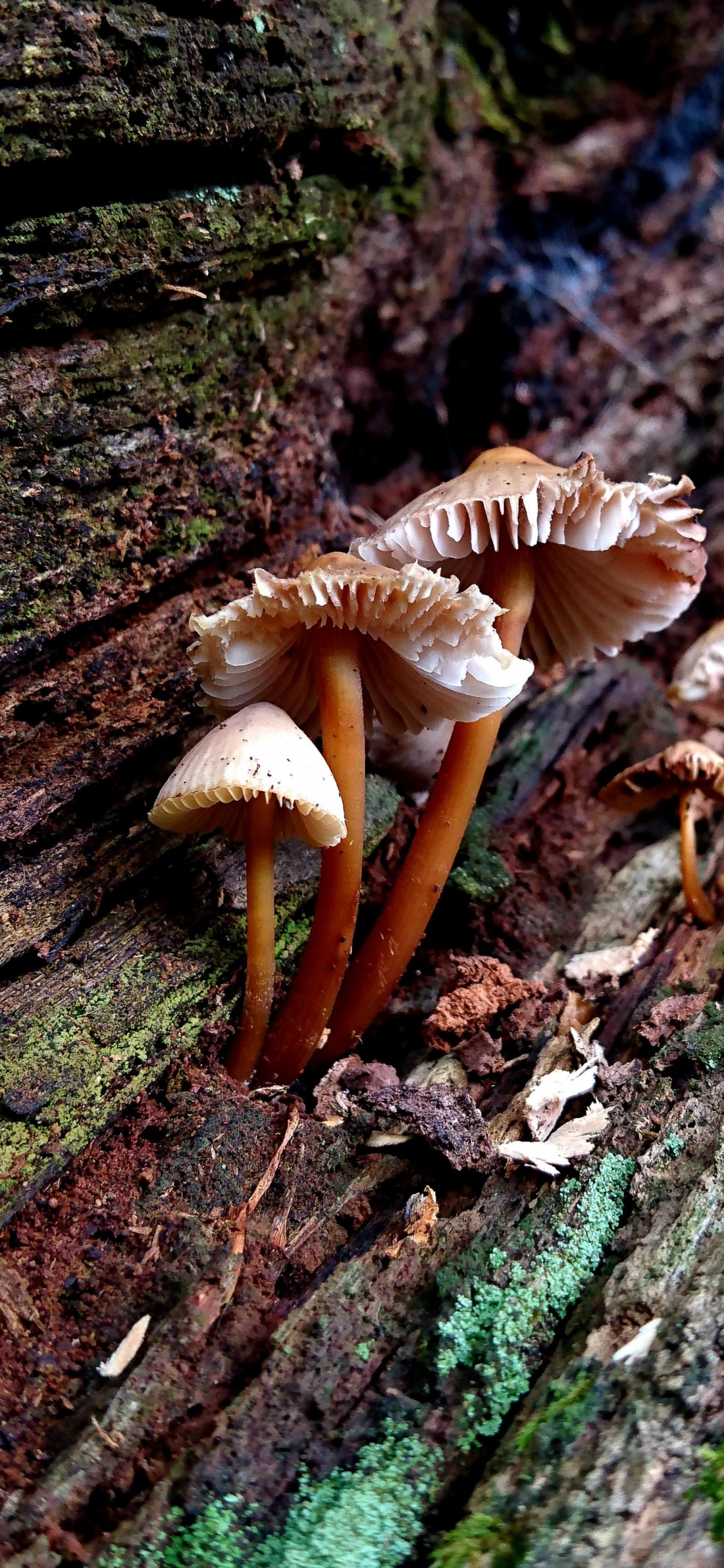 Medicinal Mushroom, Auriculariaceae, Russula Integra, Agaric, Agaricus. Wallpaper in 1125x2436 Resolution