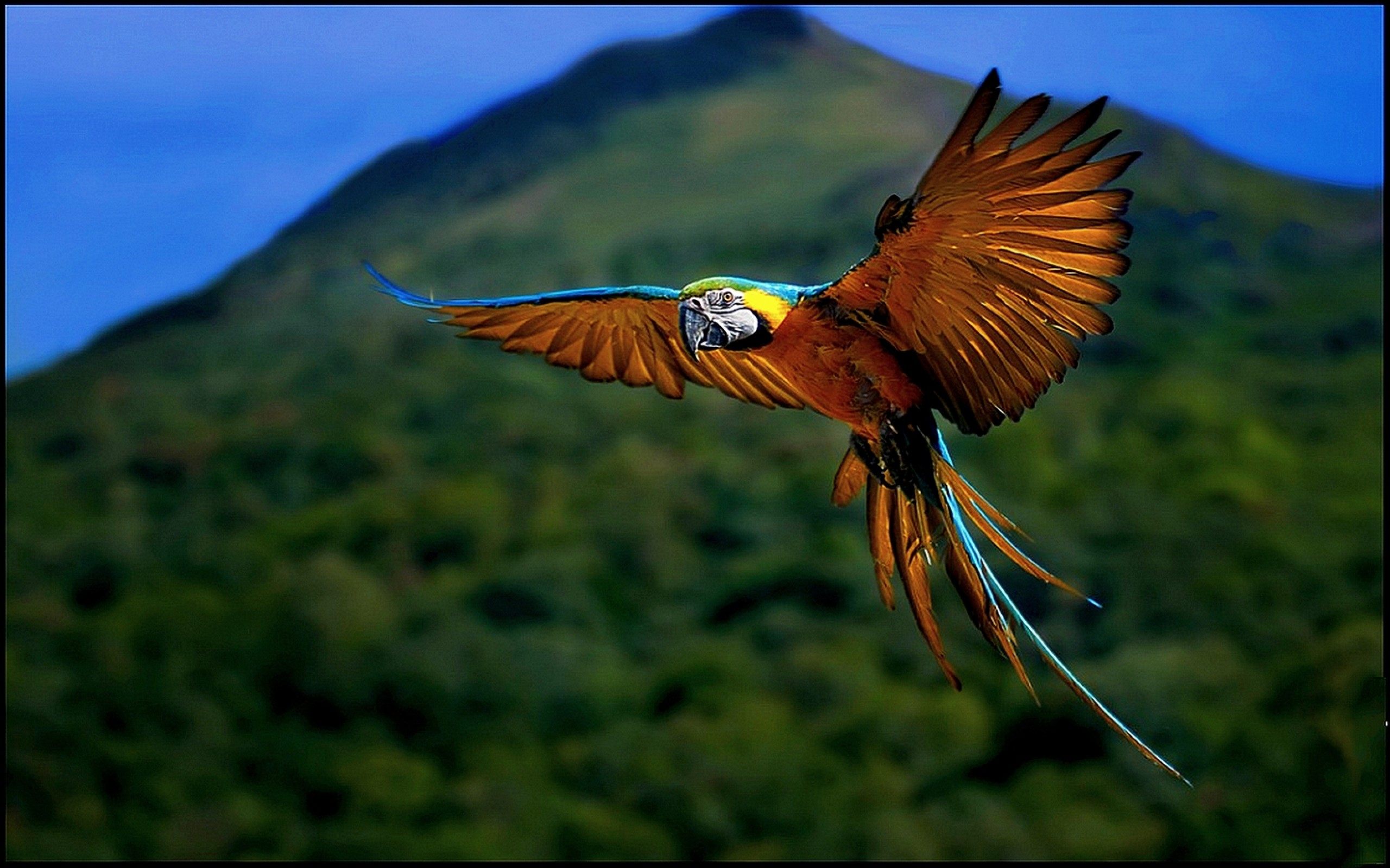 oiseau bleu qui vole