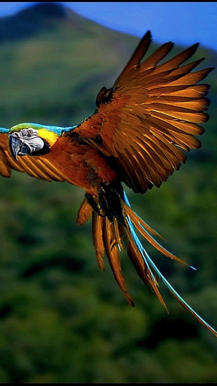 Oiseau Orange et Bleu Qui Vole. Wallpaper in 720x1280 Resolution