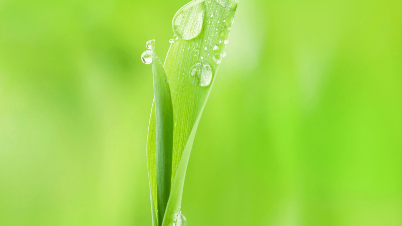 Huawei, Huawei Nova, Huawei Nova 2, Huawei Frais 2 Plus, Huawei Nova 3. Wallpaper in 1366x768 Resolution