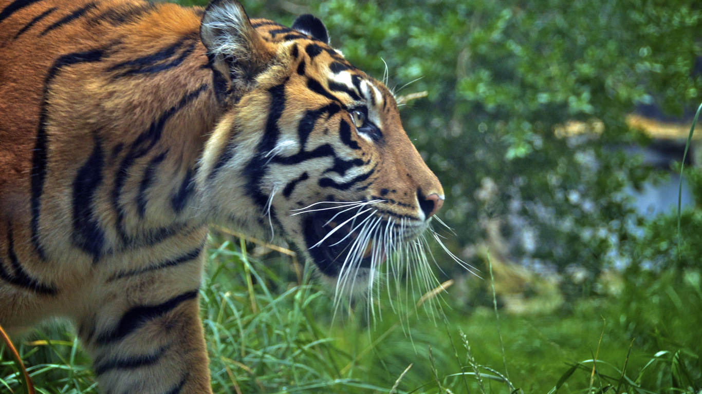 Brown and Black Tiger on Green Grass During Daytime. Wallpaper in 1366x768 Resolution