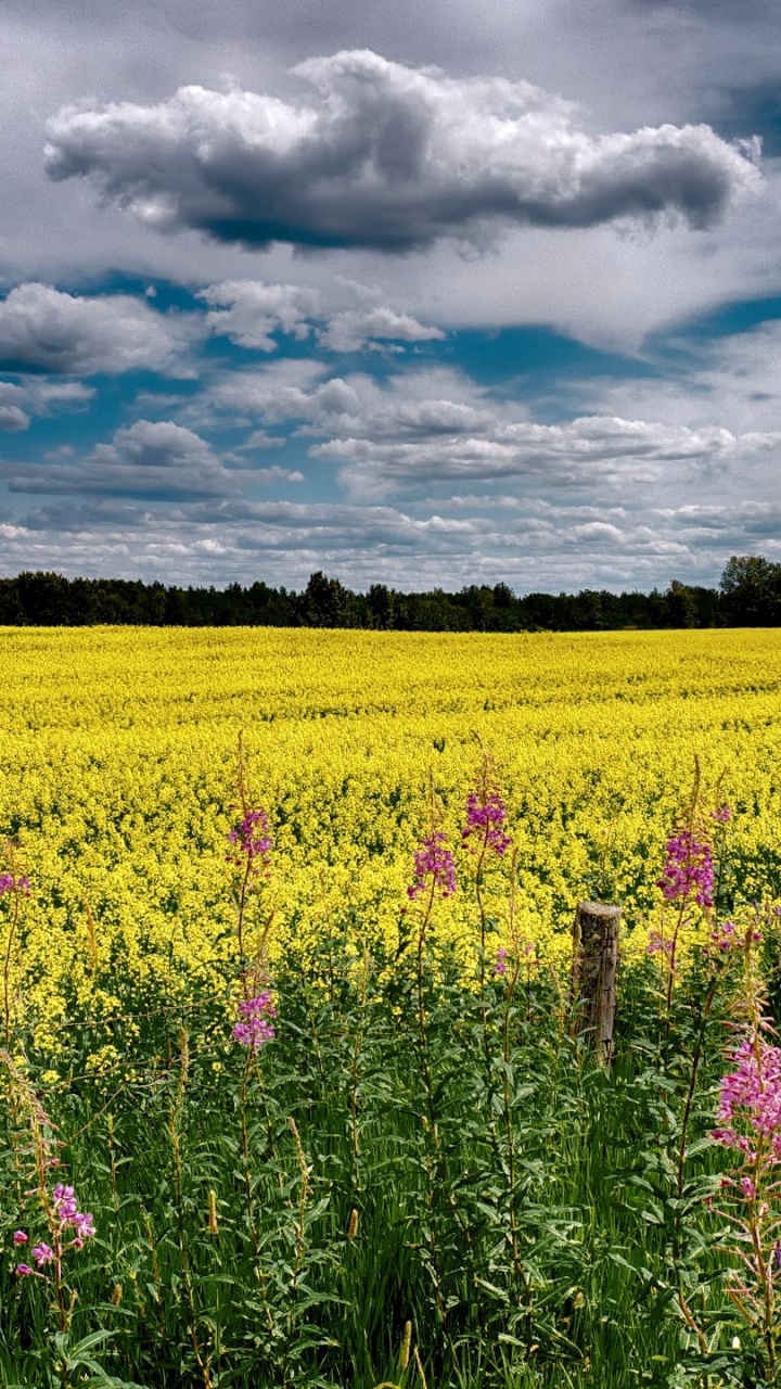 Champ de Fleurs Violettes Sous Ciel Nuageux Pendant la Journée. Wallpaper in 720x1280 Resolution