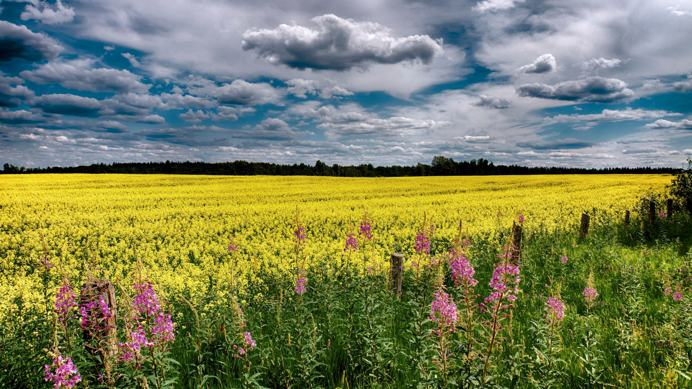 Campo de Flores Moradas Bajo el Cielo Nublado Durante el Día. Wallpaper in 1366x768 Resolution