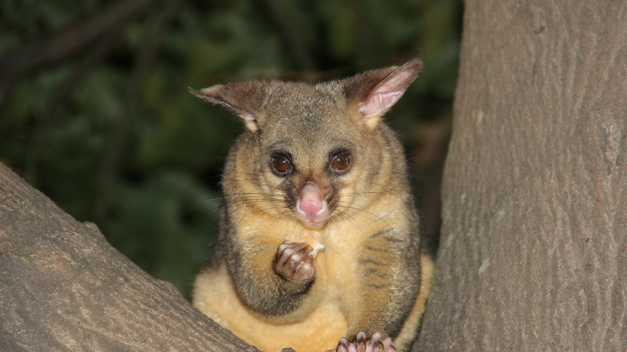Braunes Und Graues Eichhörnchen Auf Braunem Ast. Wallpaper in 1280x720 Resolution