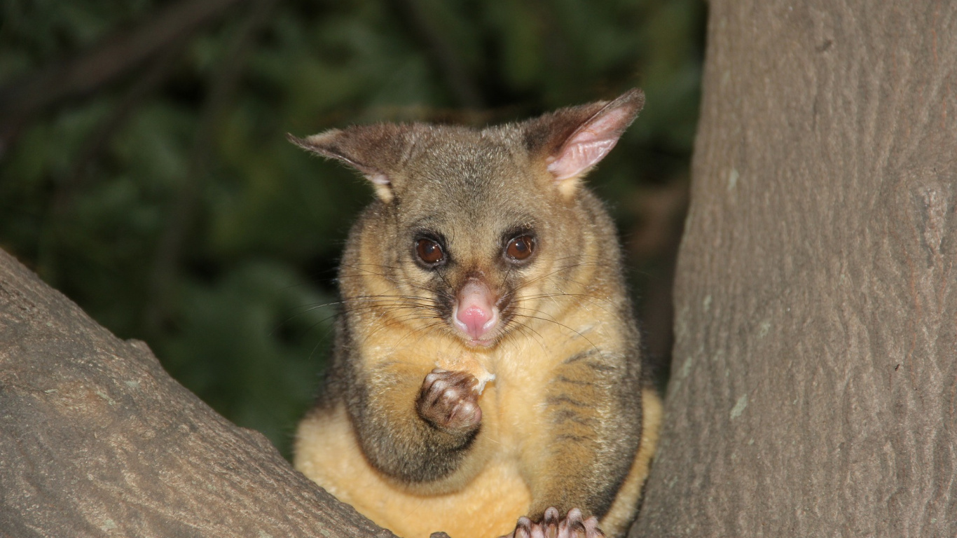 Braunes Und Graues Eichhörnchen Auf Braunem Ast. Wallpaper in 1366x768 Resolution