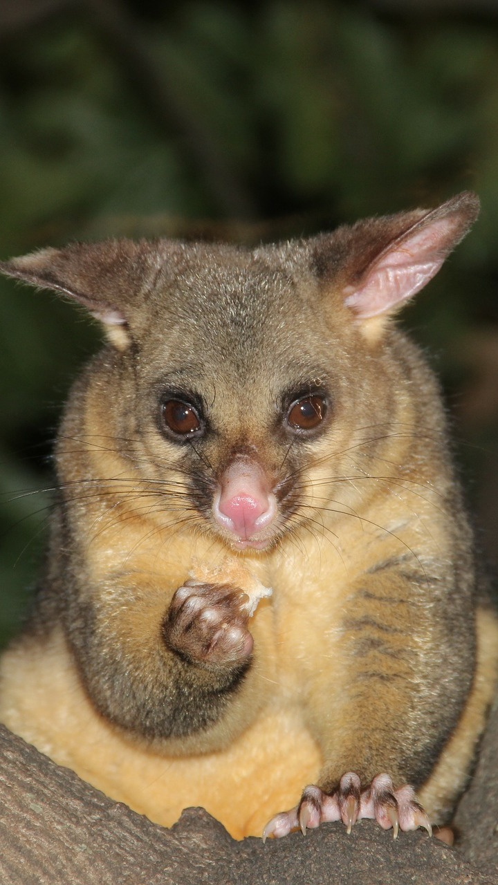 Ardilla Marrón y Gris en la Rama de un Árbol Marrón. Wallpaper in 720x1280 Resolution