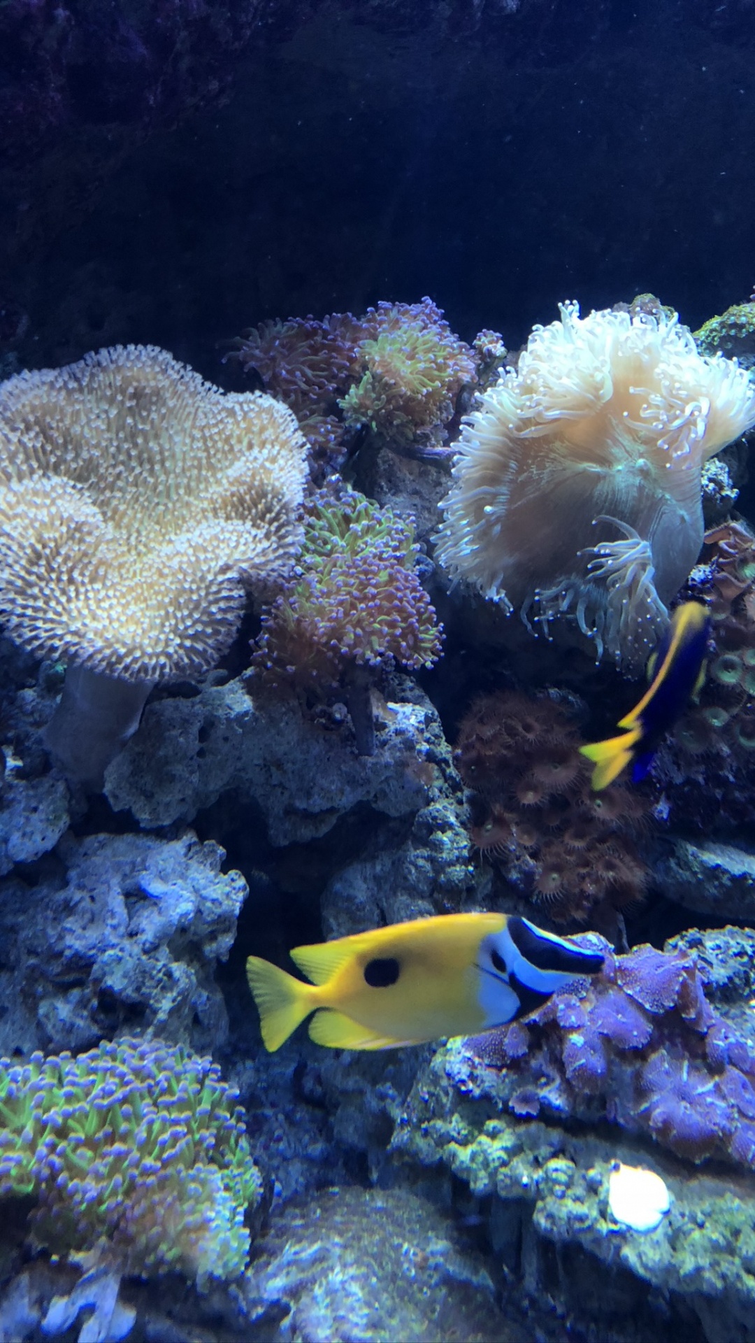 Coral Reef, Cnidaria, Stony Corals, Sea Anemone, Coral Reef Fish. Wallpaper in 1080x1920 Resolution