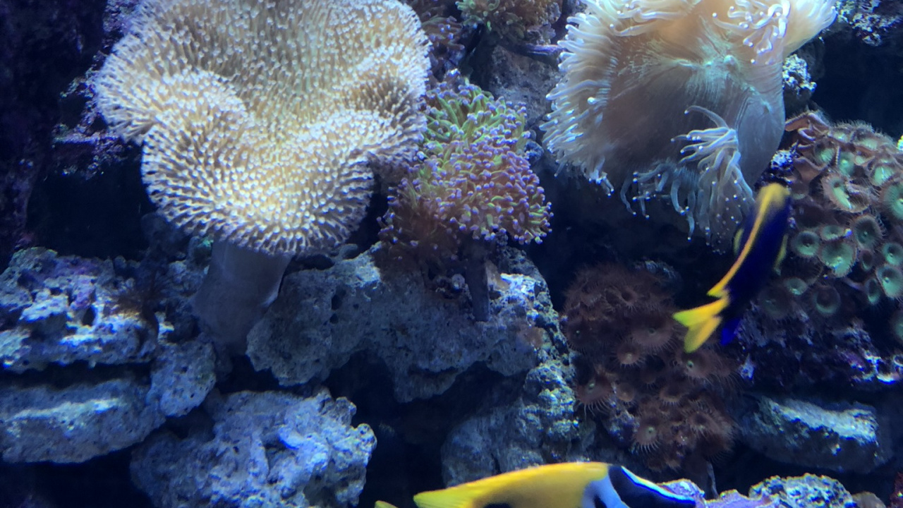 Coral Reef, Cnidaria, Stony Corals, Sea Anemone, Coral Reef Fish. Wallpaper in 1280x720 Resolution