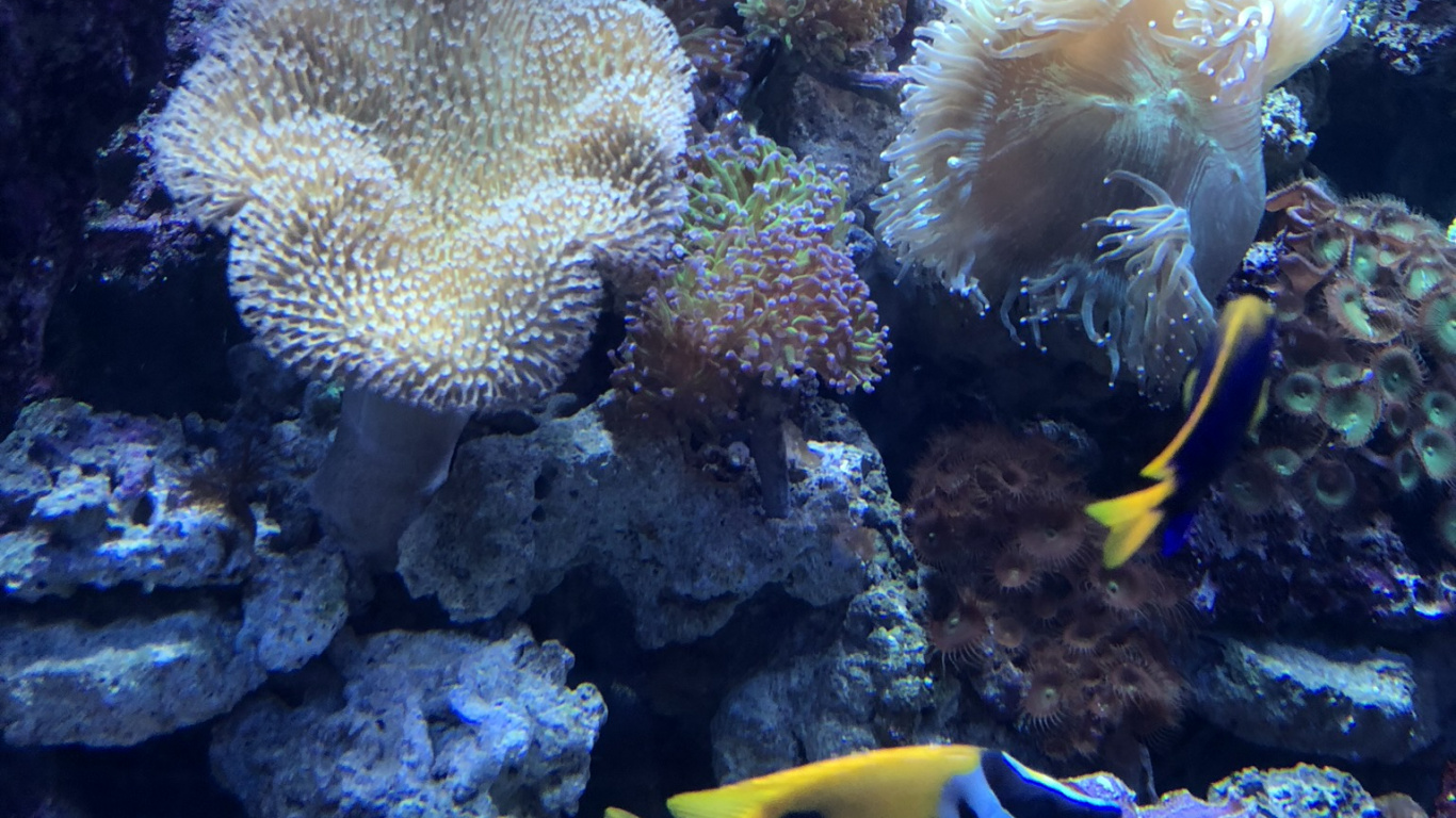 Coral Reef, Cnidaria, Stony Corals, Sea Anemone, Coral Reef Fish. Wallpaper in 1366x768 Resolution