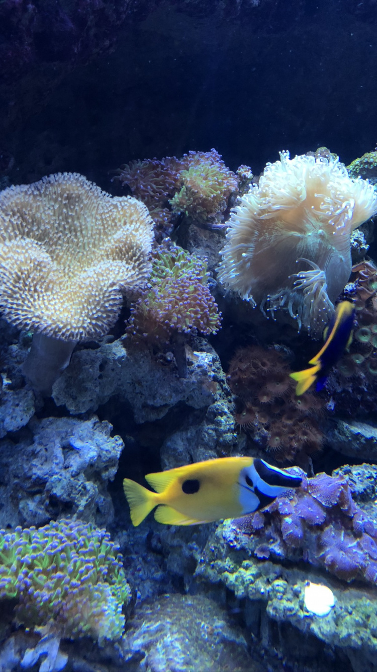 Coral Reef, Cnidaria, Stony Corals, Sea Anemone, Coral Reef Fish. Wallpaper in 750x1334 Resolution