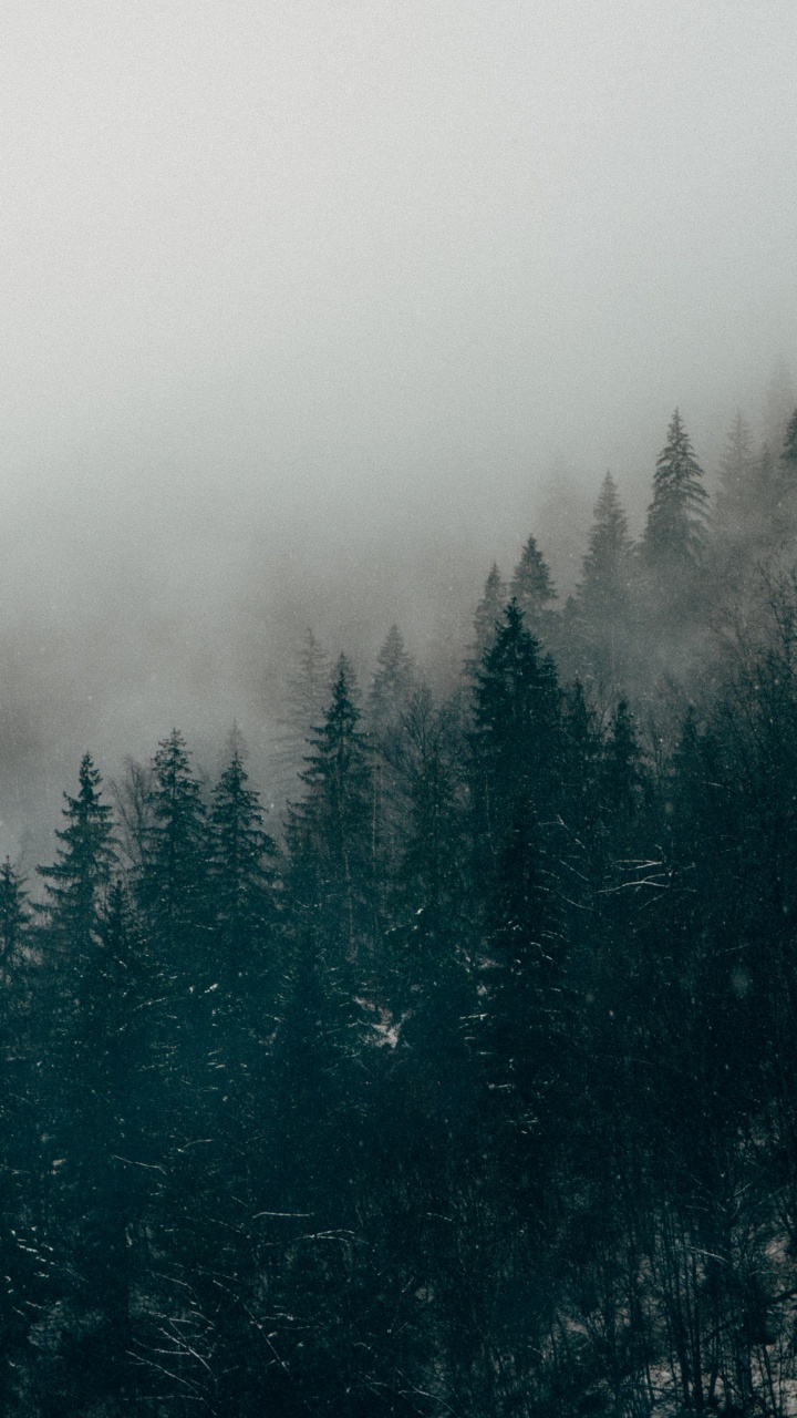 雾, 性质, 气氛, 森林, 木本植物 壁纸 720x1280 允许