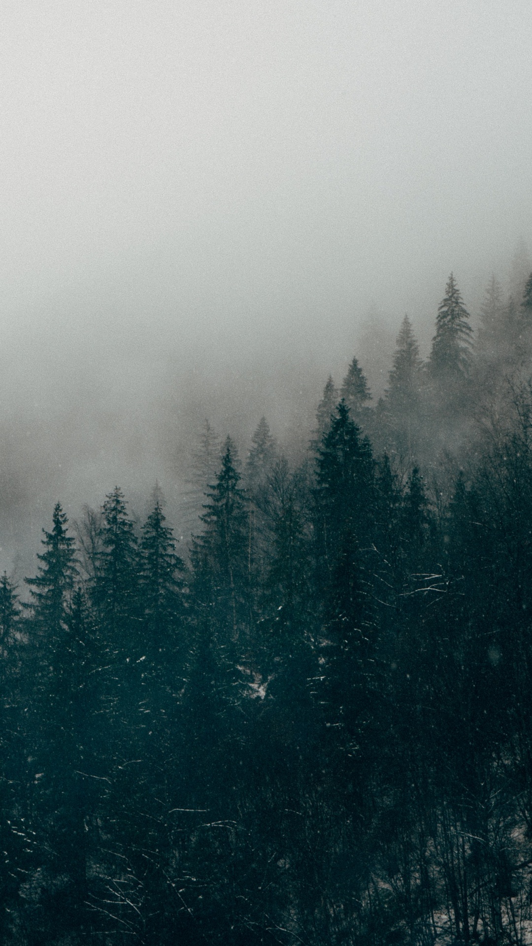 Grüne Kiefern Bedeckt Mit Nebel. Wallpaper in 1080x1920 Resolution