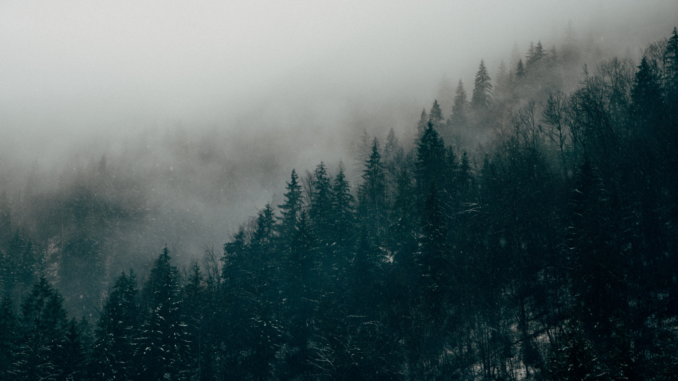 Grüne Kiefern Bedeckt Mit Nebel. Wallpaper in 1366x768 Resolution