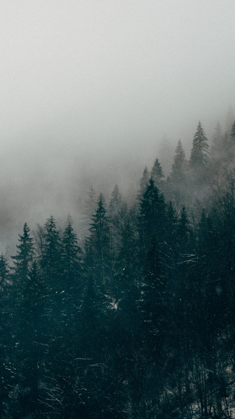 Grüne Kiefern Bedeckt Mit Nebel. Wallpaper in 750x1334 Resolution