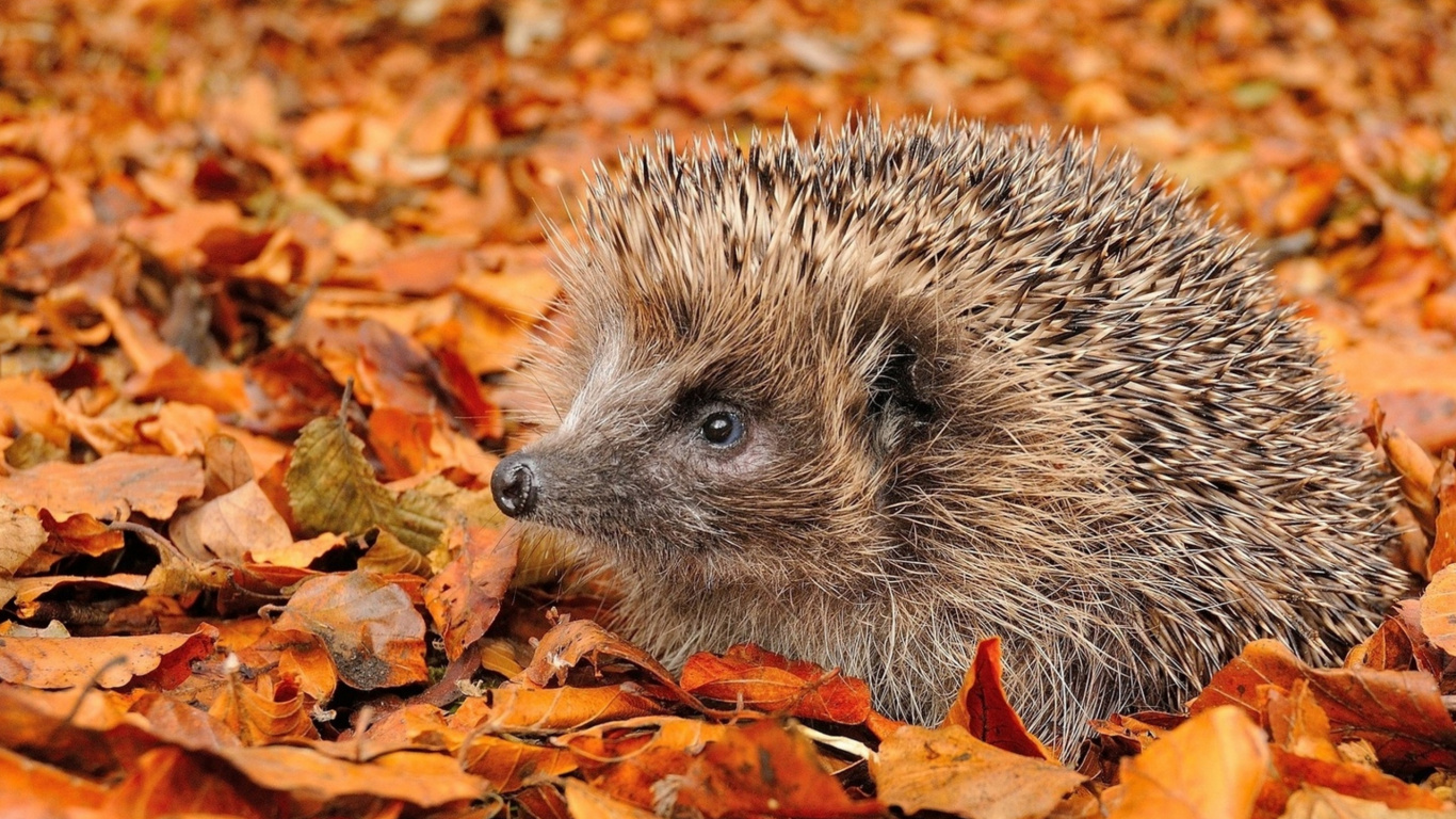 Morning, Hedgehog, Hair, Head, Nature. Wallpaper in 1366x768 Resolution