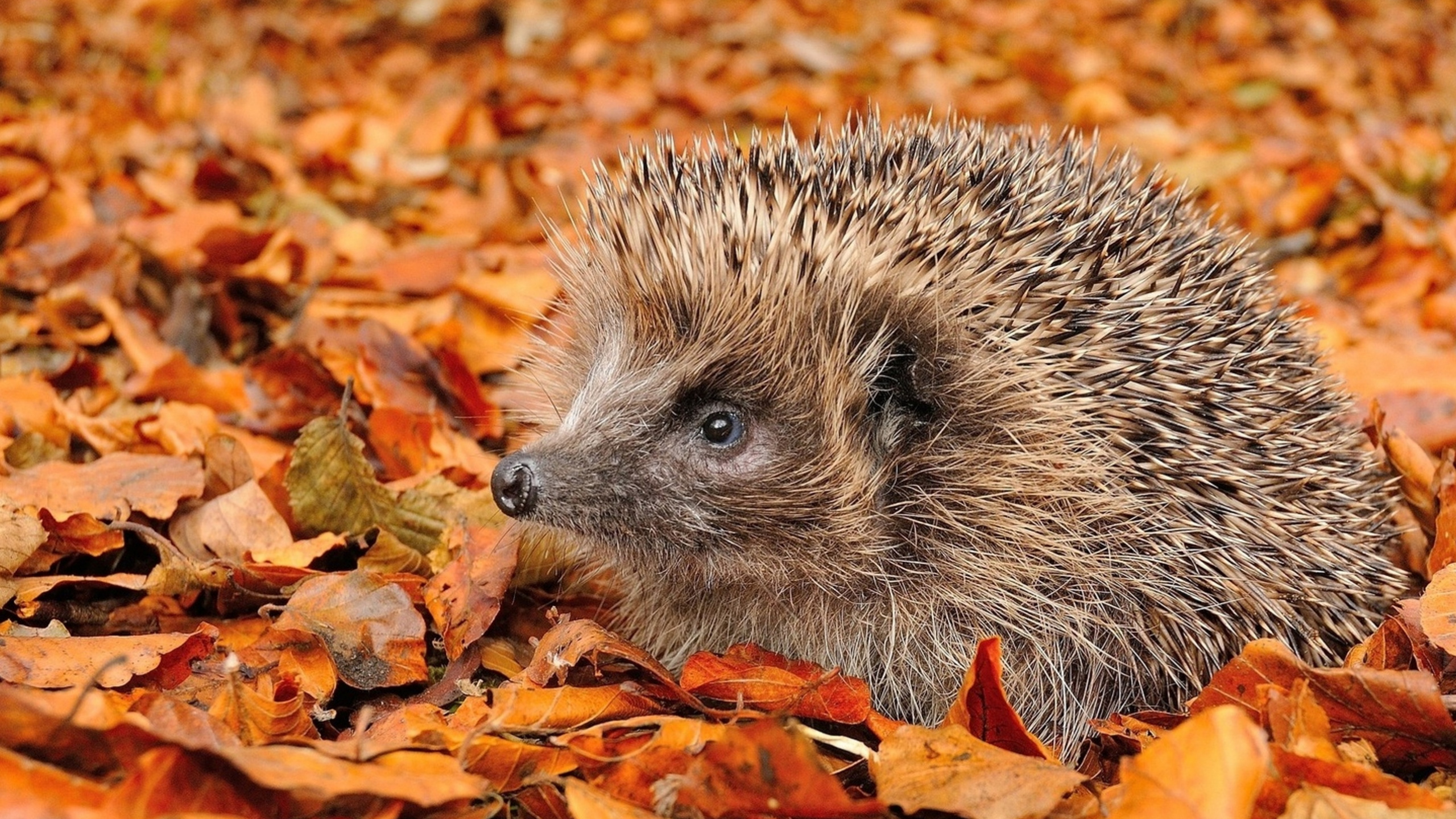 Morning, Hedgehog, Hair, Head, Nature. Wallpaper in 2560x1440 Resolution