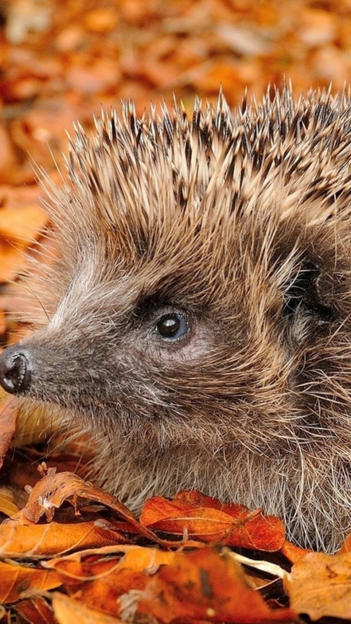 Morning, Hedgehog, Hair, Head, Nature. Wallpaper in 720x1280 Resolution