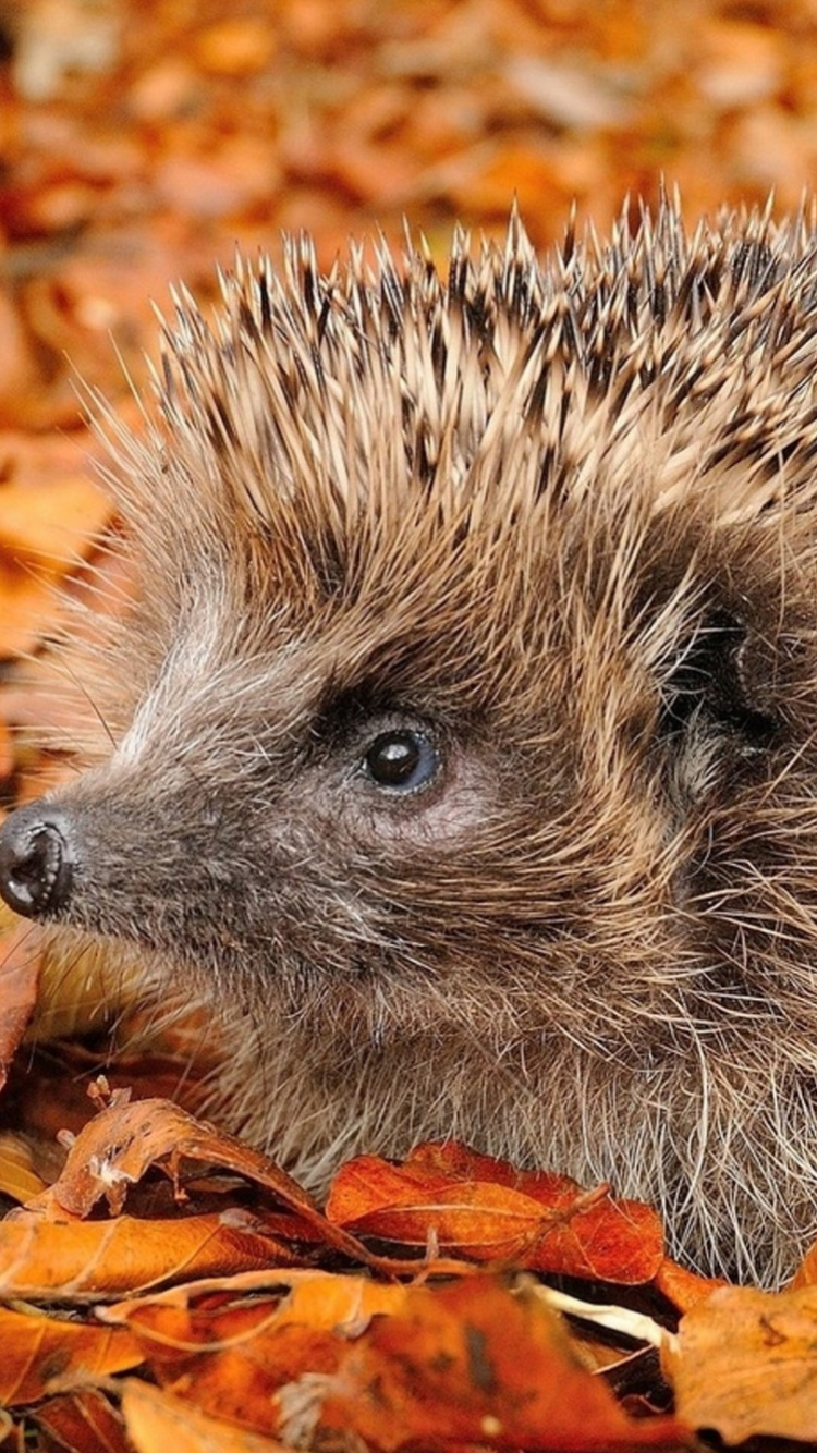 Morning, Hedgehog, Hair, Head, Nature. Wallpaper in 750x1334 Resolution