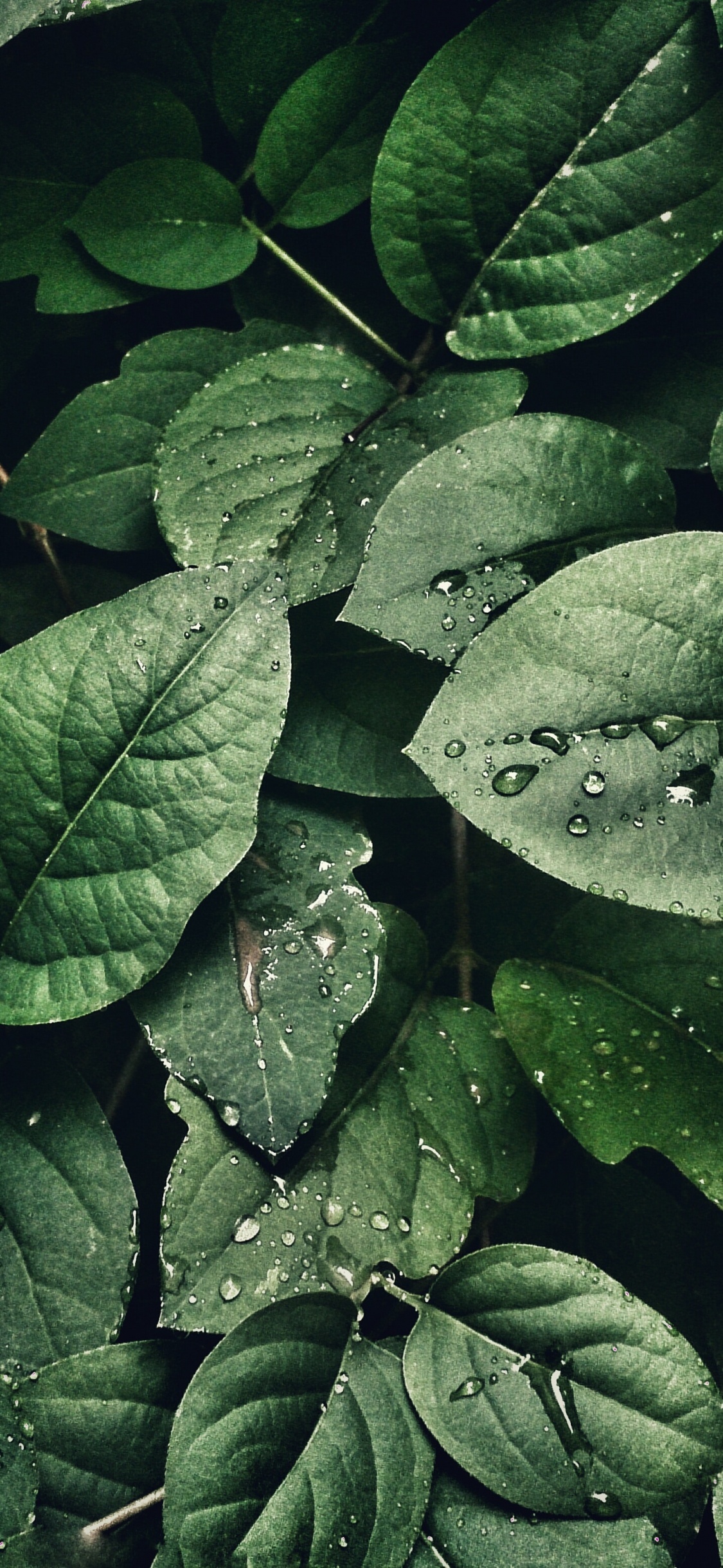 Blatt, Flache Fokus, Terrestrische Pflanzen, Bodendecker, Blühende Pflanze. Wallpaper in 1125x2436 Resolution